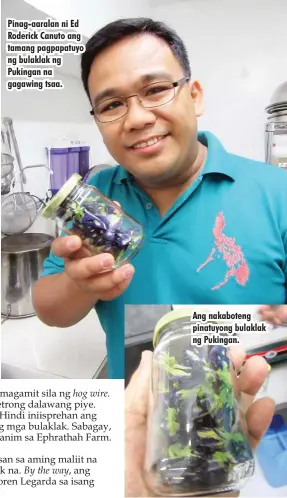  ??  ?? Pinag-aaralan ni Ed Roderick Canuto ang tamang pagpapatuy­o ng bulaklak ng Pukingan na gagawing tsaa. Ang nakaboteng pinatuyong bulaklak ng Pukingan.