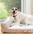  ?? ?? A memory foam bed eases sore joints.