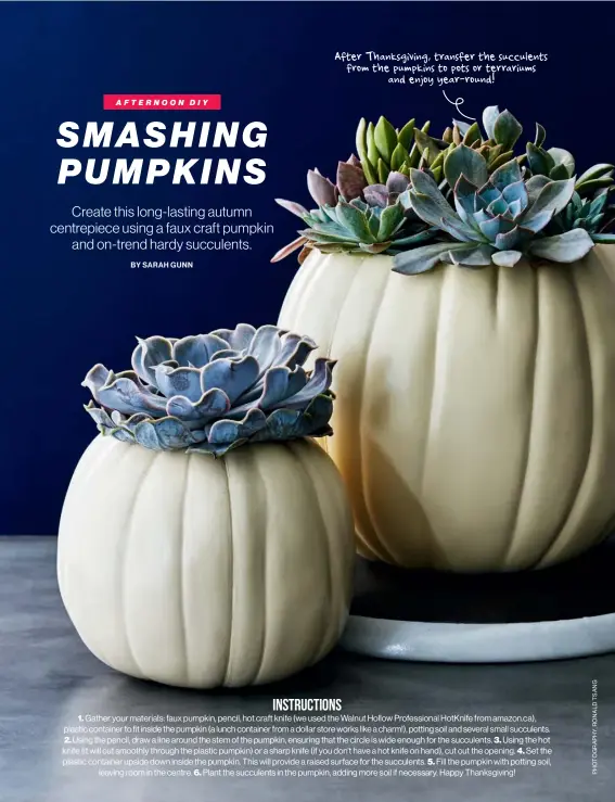  ??  ?? After Thanksgivi­ng, transfer the succulents from the pumpkins to pots or terrariums and enjoy year-round!
