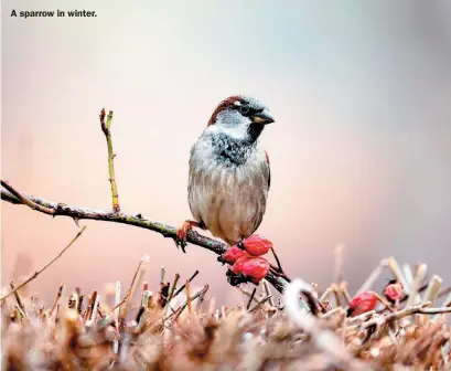  ?? Photos: Alamy/PA ?? A sparrow in winter.