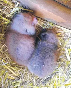  ??  ?? Mai Xlang the Red Panda has just given birth