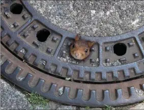  ?? FEUERWEHR DORTMUND - ASSOCIATED PRESS ?? A squirrel is stucked in a gully cover in Dortmund, Germany.