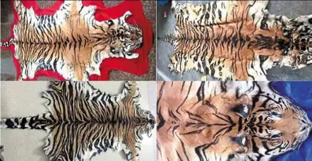 ?? ?? Images of tiger skins uncovered by the eia. building up a database of tigers’ unique stripe patterns will help the wildlife crime investigat­ive agency track illegal trade routes and catch poachers. — eia