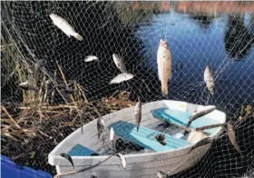  ?? Photos by Liz Hafalia / The Chronicle ?? Invasive species were first introduced into Mountain Lake by the Army, and added to abundantly over the years by locals setting their pets free.