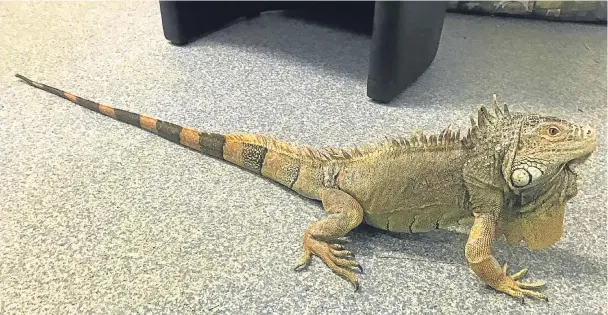  ??  ?? RESCUED: It’s not clear whether the large reptile, named Iggy by Scottish SPCA staff, had escaped or was abandoned when it was found at the side of the A702