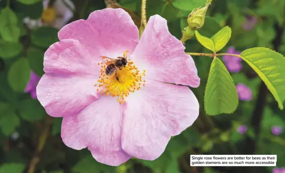  ??  ?? Single rose flowers are better for bees as their golden stamens are so much more accessible