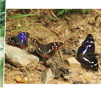  ??  ?? Above: a male purple emperor ( right) with two male lesser purple emperors, Apatura ilia (found across much of Europe), which are slightly smaller and exist in both blue and orange-brown forms. Top right: this striking species has long featured in artworks. Bottom right: an 1892 illustrati­on of the purple emperor, its larvae and foodplant.