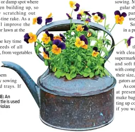  ??  ?? GET CREATIVE: An unwanted kettle is used to showcase violas