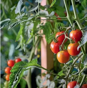  ??  ?? Cherry tomatoes are easy and prolific.