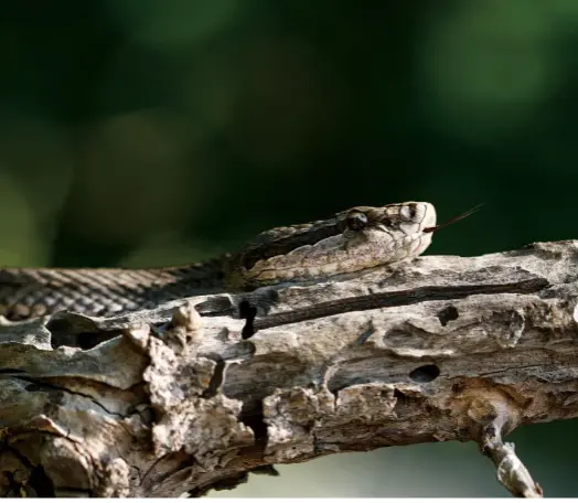 万蛇之岛 剧毒蝮蛇和蛇岛守护者 Pressreader