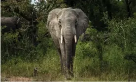  ?? Photograph: Jérôme Delay/ AP ?? A Savanna elephant in South Africa’s Kruger national park.