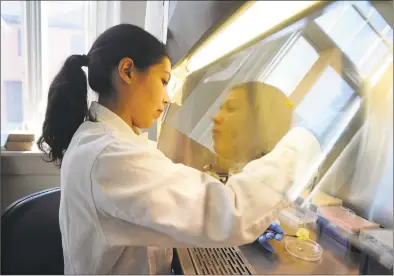  ?? Brian A. Pounds / Hearst Connecticu­t Media ?? Research technician Maria Correa sterilizes mosquito eggs before hatching bacteria-free mosquitoes at the Connecticu­t Agricultur­al Experiment Station laboratori­es in New Haven on Wednesday.