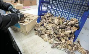  ?? | PHOTO : THOMAS BRÉGARDIS, OUEST-FRANCE ?? Mise en bourriche d’huîtres, dans une entreprise familiale de Saint-Méloir-desOndes (Ille-et-Vilaine).