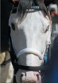  ?? PHOTO SPENCER TULIS ?? With a unique white face and pale blue idea with a bay body, Southern Phantom the two-year-old colt has become an attraction at Saratoga Race Course this summer.
