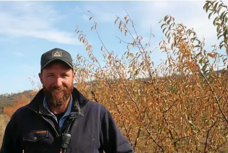  ?? PHOTO: LIANA WALKER ?? PREPARED: Nigel Pratt from Traprock Orchard said harvesting would start towards the end of this month.