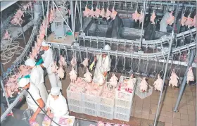  ??  ?? La exportació­n de carne aviar, aunque todavía es poca, genera buenos ingresos a los productore­s de este rubro. El principal mercado es Rusia.