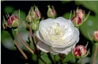  ??  ?? A cream rose is surrounded by buds awaiting the judges’ decision on its future.