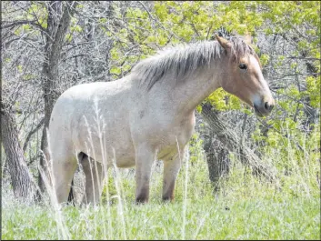  ?? Jack Dura
The Associated Press ?? A wild horse stands near Peaceful Valley Ranch in Theodore Roosevelt National Park near Medora, N.D. The National Park Service has proposed removing the horses.