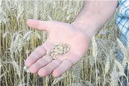  ??  ?? Calidad. Se le aplicó al trigo más fertilizan­tes nitrogenad­os y fosforados.