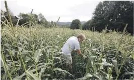  ??  ?? STØRST: Mais er en gressart og størst av kornslagen­e. I år er åkeren omtrent en halvmeter lavere enn vanlig men avlingen like god.