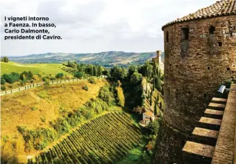  ??  ?? I vigneti intorno a Faenza. In basso, Carlo Dalmonte, presidente di Caviro.