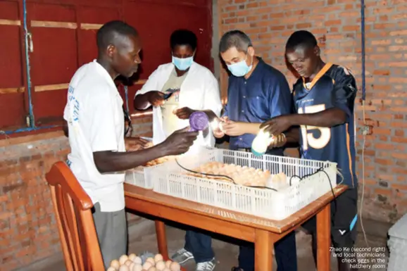  ??  ?? Zhao Ke (second right) and local technician­s check eggs in the hatchery room