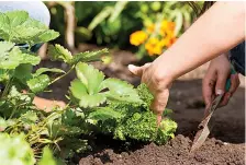  ?? Dreamstime ?? ■ Grow more vegetables this season by filling in new transplant­s in the spaces where mature plants have been harvested.