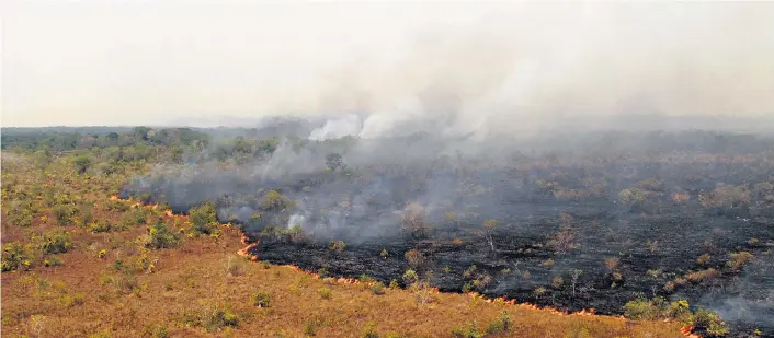  ??  ?? Der Einfluss der Agrarlobby ist als Folge der politische­n Turbulenze­n in Brasilien wieder gewachsen. Die Vernichtun­g des Regenwalde­s im Amazonasge­biet nimmt erneut zu.