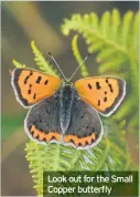  ??  ?? Look out for the Small Copper butterfly