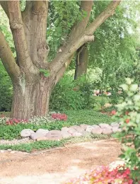  ?? FOTO: FRIEDHOFSG­ÄRTNER DÜSSELDORF ?? Im Memoriam-Garten des Düsseldorf­er Südfriedho­fs liegen Urnenreihe­ngräber unter einer Stieleiche.