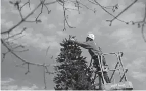  ?? Seth McConnell, Denver Post file ?? If you’re not comfortabl­e with decorating your house yourself, hire a profession­al. Here, Chris Wilson places lights and decoration­s atop a tree at Festival Park in Castle Rock.