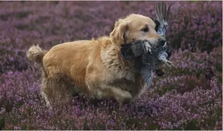  ?? ?? Grouse can be challengin­g birds to pick and there are relatively few marked retrieves on the moor