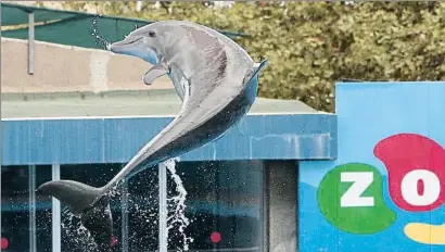  ?? MANÉ ESPINOSA/ARCHIVO ?? Los espectácul­os con delfines del zoo de Barcelona fueron eliminados en noviembre del 2015