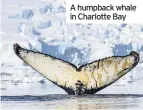  ??  ?? A humpback whale in Charlotte Bay
