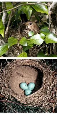  ??  ?? Blue speckled eggs (above) of the song thrush (top). The female builds the cup-shaped nest from grass, twigs, and earth. The lining is very smooth and typically comprises mud or dung mixed with saliva.