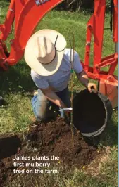  ??  ?? James plants the first mulberry tree on the farm.