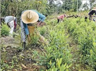  ?? LUIS ROBAYO / AFP ?? Labores. Migrantes venezolano­s que trabajan como ‘raspachine­s’ en un sembrío de coca del Catatumbo.