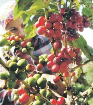  ?? Archivo ?? El sector de cosecha de café en la isla es de las que más dependen de los fondos WHIP debido a su estado precario luego del paso del huracán María. No obstante, pocos caficultor­es han solicitado dichos fondos, según una portavoz del sector.