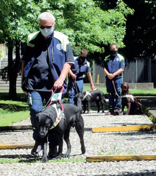  ?? (foto Radaelli) ?? Ostacoli
Istruttori e cani guida durante l’addestrame­nto nel centro Lions di Limbiate