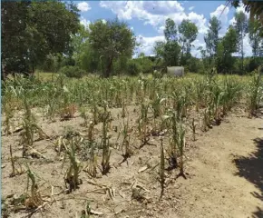  ?? ?? Over two million Zimbabwean­s are food insecure owing to the climate change-induced drought