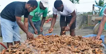  ??  ?? The addition of three new commodity associatio­ns, spice, mushroom and tavioka, to join the Fiji Crop and Livestock Council is an affirmatio­n of the importance of the council in the commercial developmen­t of the non-sugar sector of the agricultur­e industry.