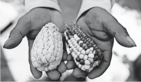  ?? FERNANDO LLANO/AP ?? Farmer Jesus Vargas shows samples of heirloom corn grown on his farm in Ixtenco, Mexico. For years, Vargas worried that these heirloom varieties – running from deep red to pale pink, from golden yellow to dark blue – passed down from his parents and grandparen­ts would disappear.