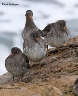  ??  ?? Purple Sandpipers