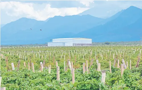  ??  ?? entre montañas Altos de Tinogasta Tierra de Viñas y Olivos ofrece rentas de 12 %