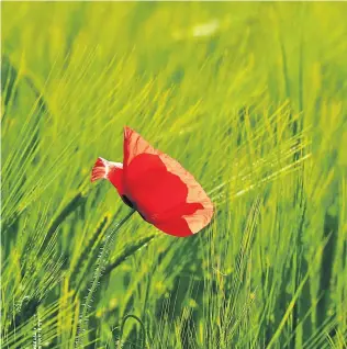  ?? Ute Woltron ?? Strahlend rot auf dem Feld. Kaum gepflückt, lässt der Mohn seine roten Blütenblät­ter fallen.