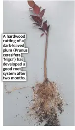 ?? ?? A hardwood cutting of a dark-leaved plum (Prunus cerasifera 'Nigra') has developed a good root system after two months.