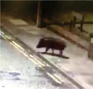  ??  ?? On the run: The wild boar captured on CCTV in the centre of Gloucester