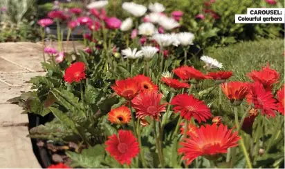  ?? ?? CAROUSEL: Colourful gerbera
CAROUSEL: Colourful gerbera