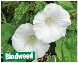  ??  ?? Bindweed