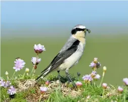  ??  ?? Prior to rat-eradicatio­n, Wheatear nesting success was paltry on Lundy. Today, the population numbers in three figures, which must be one of the highest breeding densities in Britain